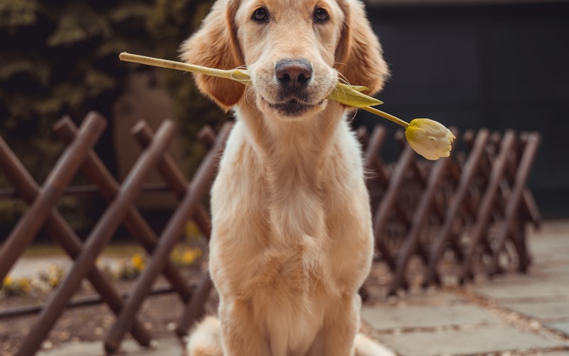 电竞选手比赛获胜后激动地跳起来与队友拥抱，表情夸张可爱